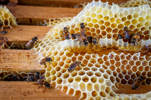 Honeycomb inside a beehive with bees - Australian Stock Image