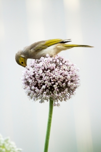 Honeyeater feeding on allium flowers, portrait - Australian Stock Image