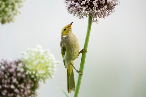 Honeyeater on allium flower stem - Australian Stock Image