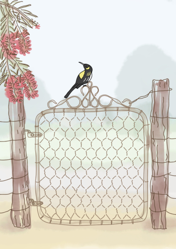 Honeyeater on old gate with bottlebrush in foggy rural setting - Australian Stock Image