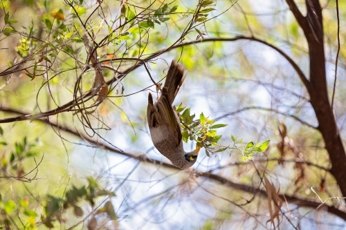 Honeyeater sipping nectar in garden - Australian Stock Image
