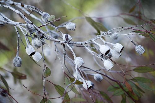 Horizontal branch of eucalyptus gum nuts and leaves - Australian Stock Image