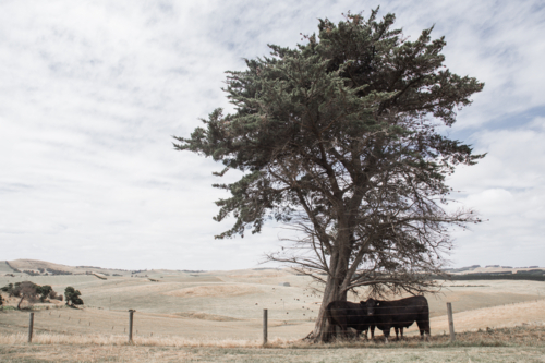 Horizontal image of cows sheltering under tree with dry paddocks in background - Australian Stock Image