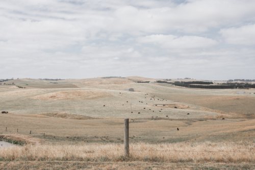 Horizontal image of rolling paddocks with cattle in distance - Australian Stock Image