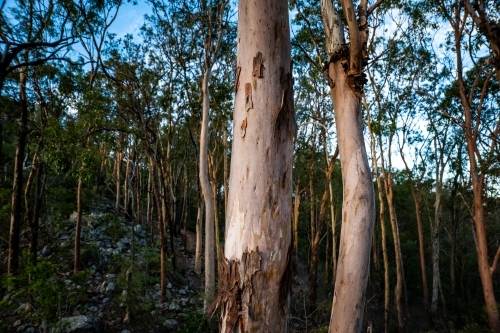 Horizontal shot of a forest - Australian Stock Image