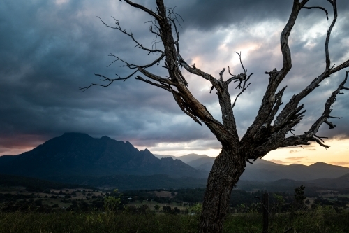 Horizontal shot a dead tree on a grassy field - Australian Stock Image