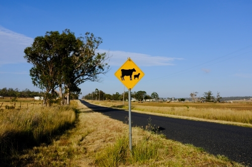 horizontal shot of a a road with a livestock crossing signboard, trees, dead grass on a sunny day - Australian Stock Image