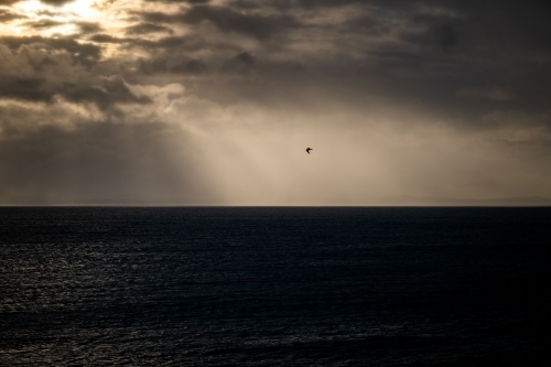 Horizontal shot of a bird flying over the sea at sunset - Australian Stock Image