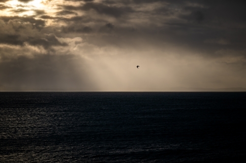 Horizontal shot of a bird flying over the sea at sunset