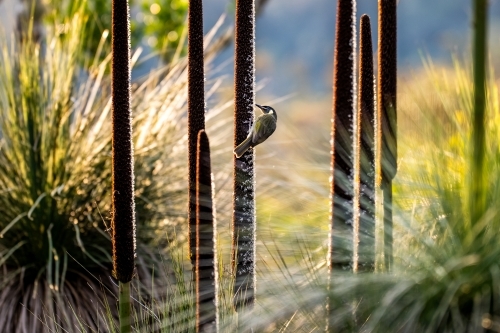 Horizontal shot of a bird with long beak pecking a tree