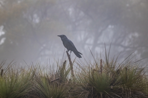 Horizontal shot of a crow sitting on a tree branch in a forest with a foggy background - Australian Stock Image