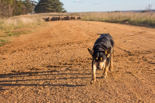 horizontal shot of a dog in the middle of a dirt road with a flock of sheep in the background
