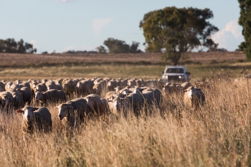 horizontal shot of a flock of sheep in dry field a car behind and with trees in the background