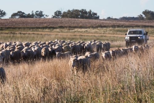 horizontal shot of a flock of sheep in dry field a car behind and with trees in the background