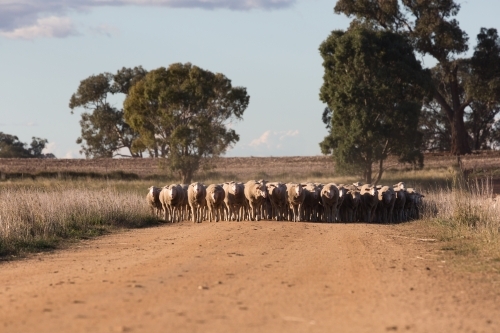 horizontal shot of a flock of sheep in the middle of a dirt road with trees in the background - Australian Stock Image