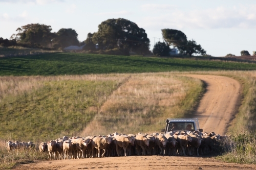 horizontal shot of a flock of sheep with a car behind on a dirt road with trees on sunny day