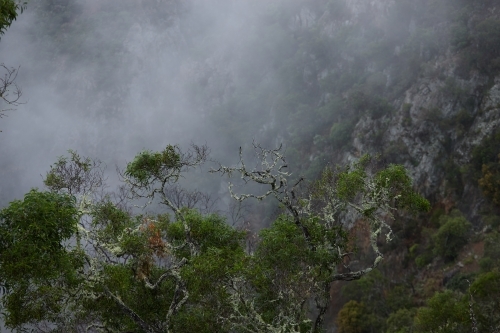Horizontal shot of a foggy rainforest - Australian Stock Image