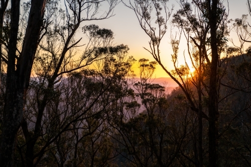 Horizontal shot of a forest at sunset - Australian Stock Image