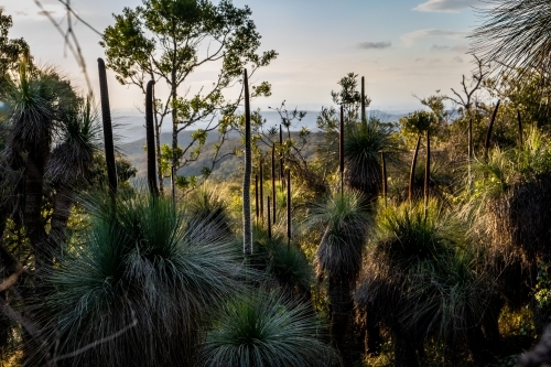 Horizontal shot of a forest - Australian Stock Image