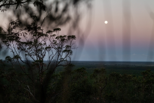 Horizontal shot of a forest on a full moon - Australian Stock Image