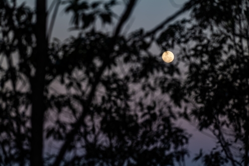 Horizontal shot of a full moon through leaves - Australian Stock Image