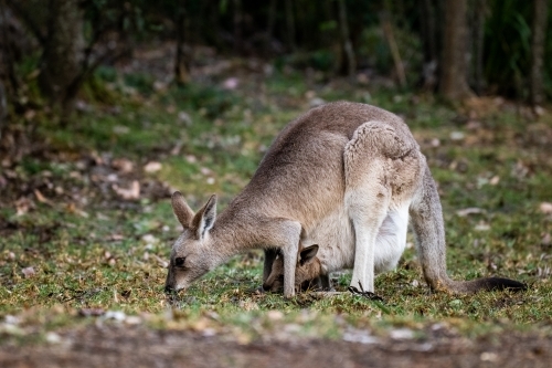 Horizontal shot of a grey kangaroo mother eating grass with joey in her pouch