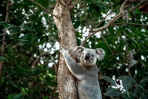 horizontal shot of a koala climbing a tree with leaves in the background - Australian Stock Image
