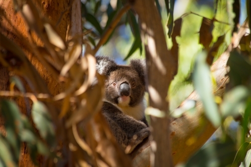 Horizontal shot of a koala looking at camera through branches of a gum tree