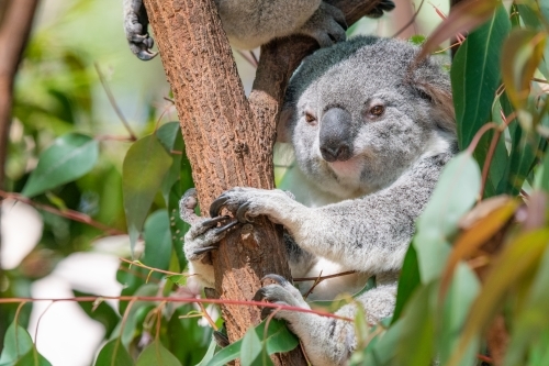 Horizontal shot of a koala looking at camera through branches of a tree - Australian Stock Image