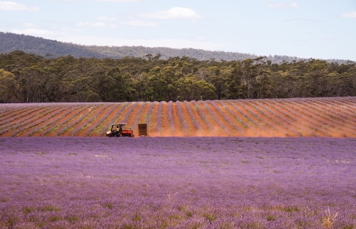 Horizontal shot of a lavender plant farm with tractor