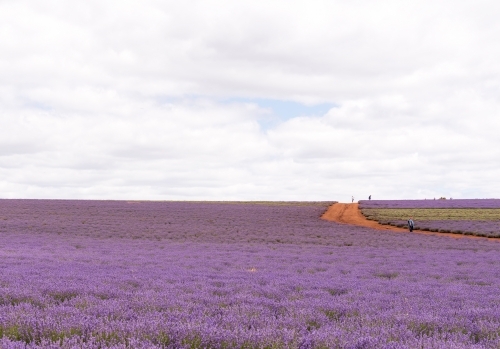 Horizontal shot of a lavender plant field - Australian Stock Image