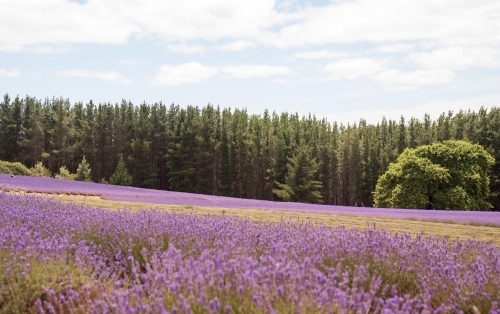 Horizontal shot of a lavender plant field - Australian Stock Image