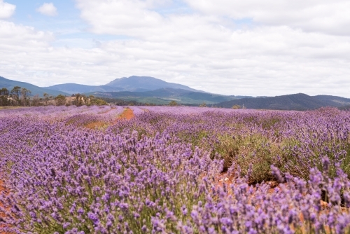 Horizontal shot of a lavender plant field - Australian Stock Image