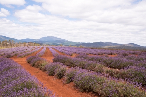 Horizontal shot of a lavender plant field
