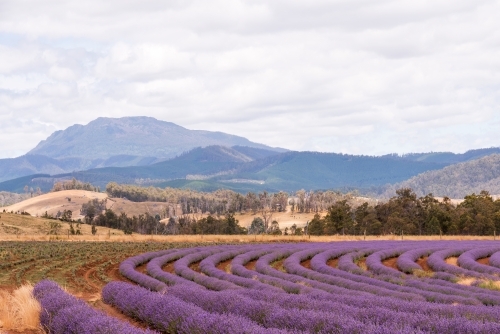 Horizontal shot of a lavender plant field - Australian Stock Image