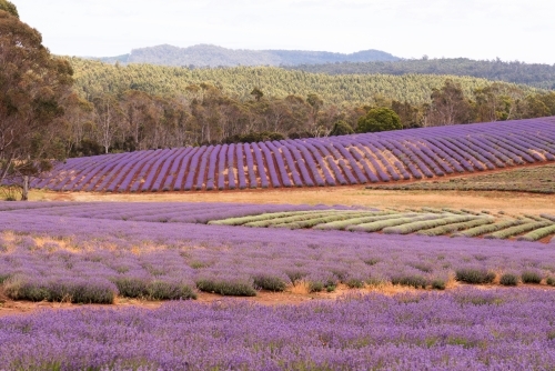 Horizontal shot of a lavender plant field - Australian Stock Image