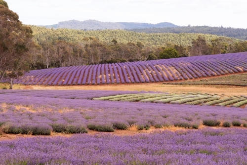 Horizontal shot of a lavender plant field
