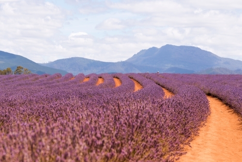 Horizontal shot of a lavender plant field - Australian Stock Image