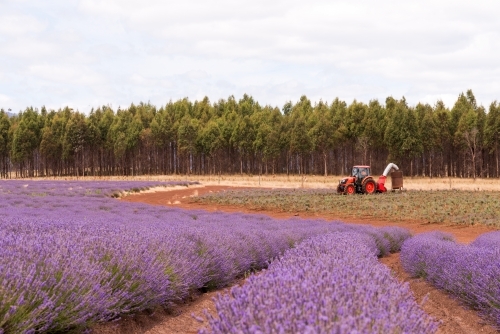 Horizontal shot of a lavender plant field with tractor