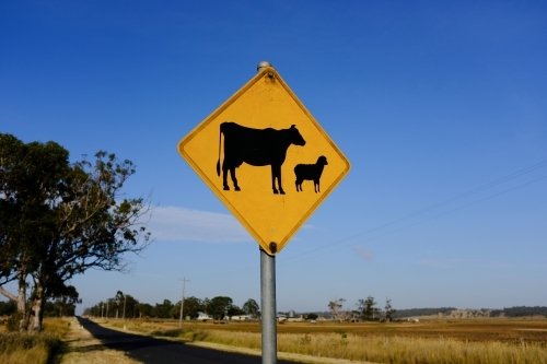 horizontal shot of a livestock crossing road sign with trees, dead grass and blue sky on a sunny day