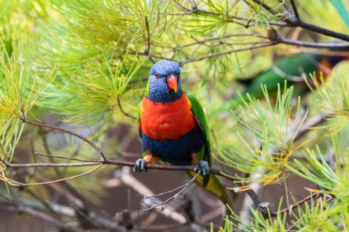 Horizontal shot of a lorikeet - Australian Stock Image