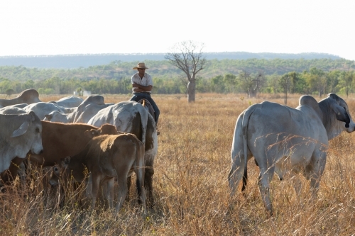 Horizontal shot of a man in his horse mustering cattle