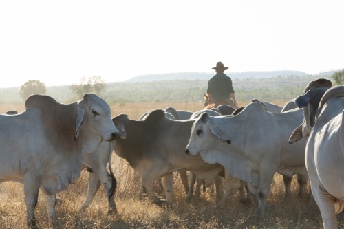 Horizontal shot of a man on horse mustering cattle