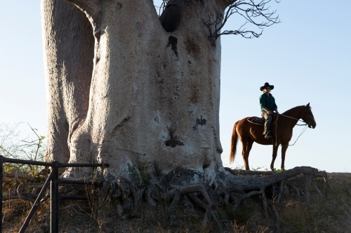 Horizontal shot of a man riding his horse under a big Boab tree - Australian Stock Image