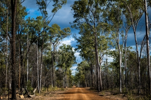 Horizontal shot of a pathway surrounded by trees in a forest - Australian Stock Image