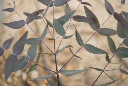 Horizontal shot of a plant leaves - Australian Stock Image