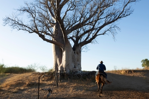 Horizontal shot of a stockman riding his horse towards a large Boab tree - Australian Stock Image