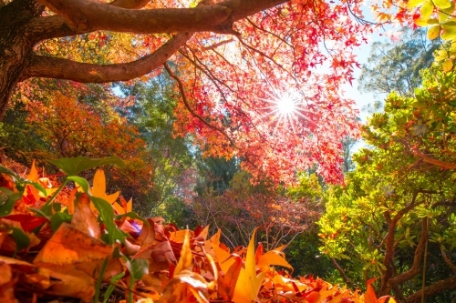 Horizontal shot of a sun shining through bright, colorful autumn trees