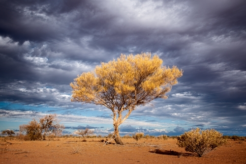 Horizontal shot of a tree under a stormy skies - Australian Stock Image