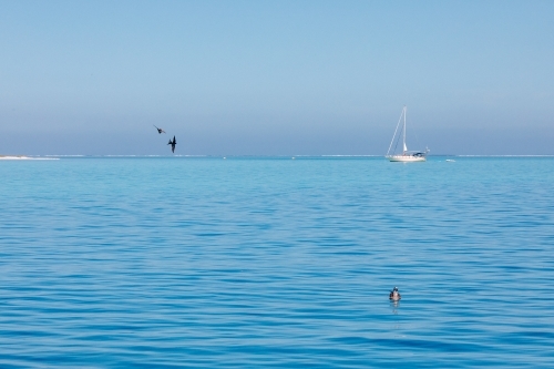 Horizontal shot of a yacht in the ocean with seabirds.